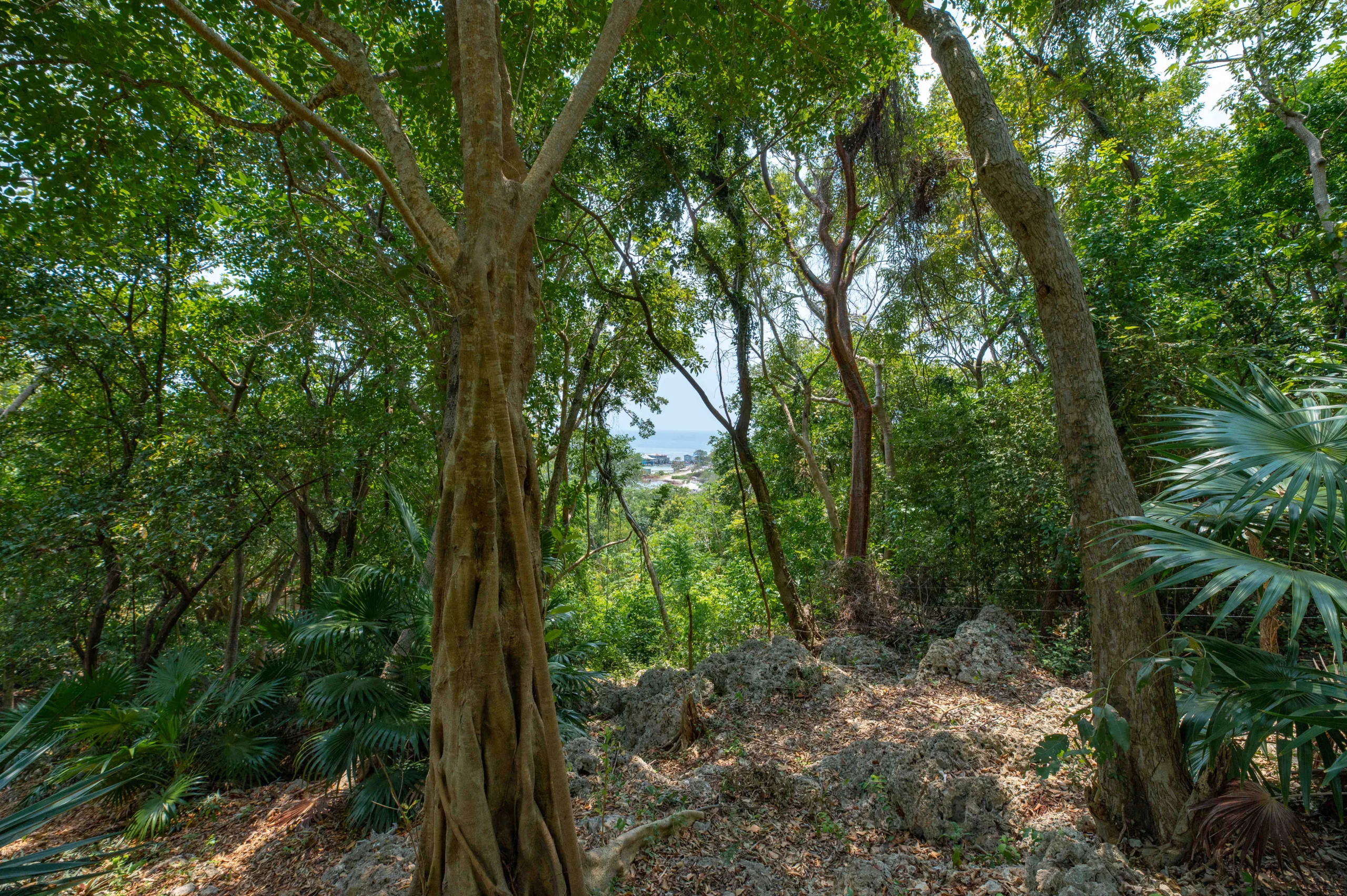 Caribbean Nature Retreat, Helene Roatan, Santa Elena Honduras, Bentley's Hill Plantation, Windward Cottages