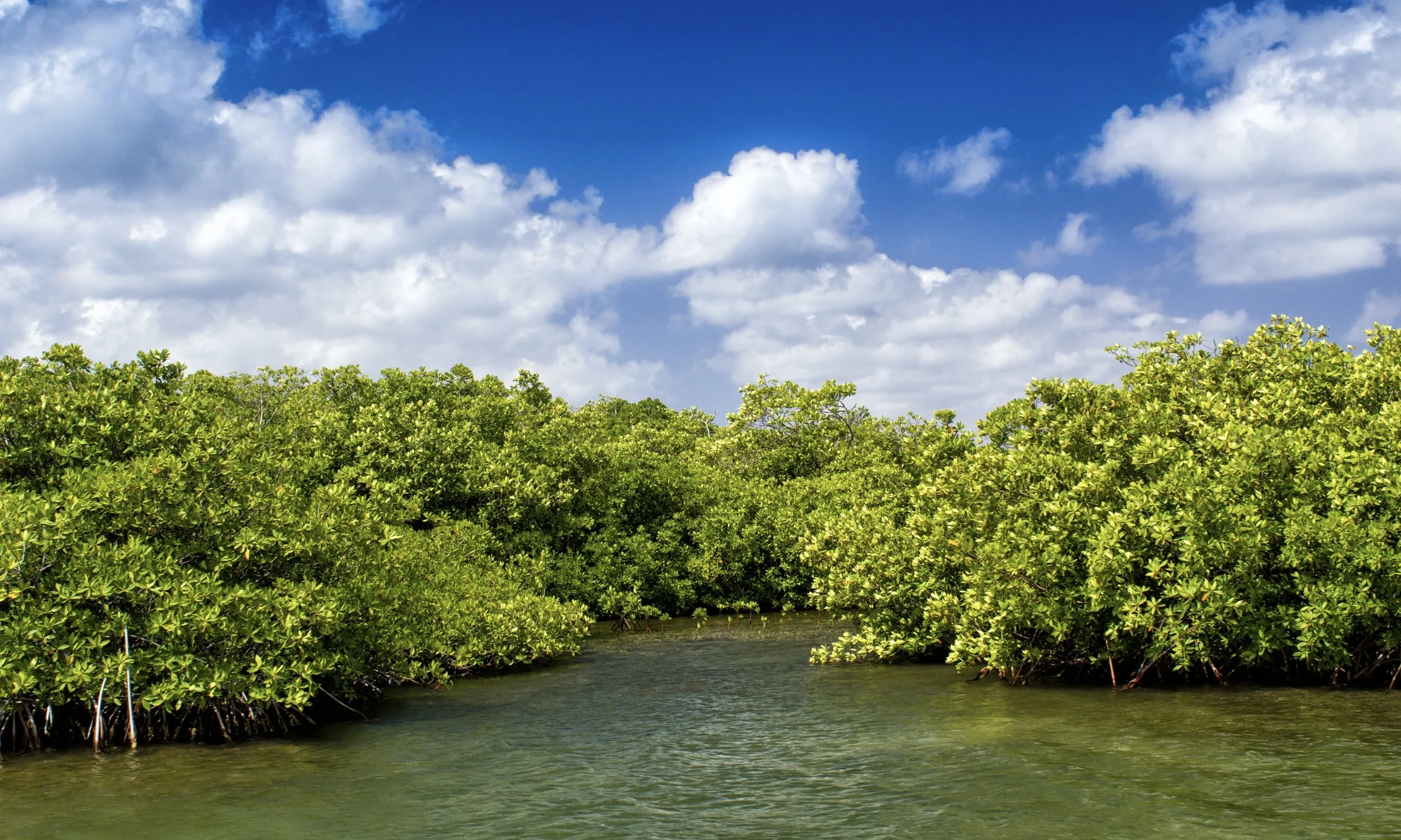 Things to do in Helene - Kayaking